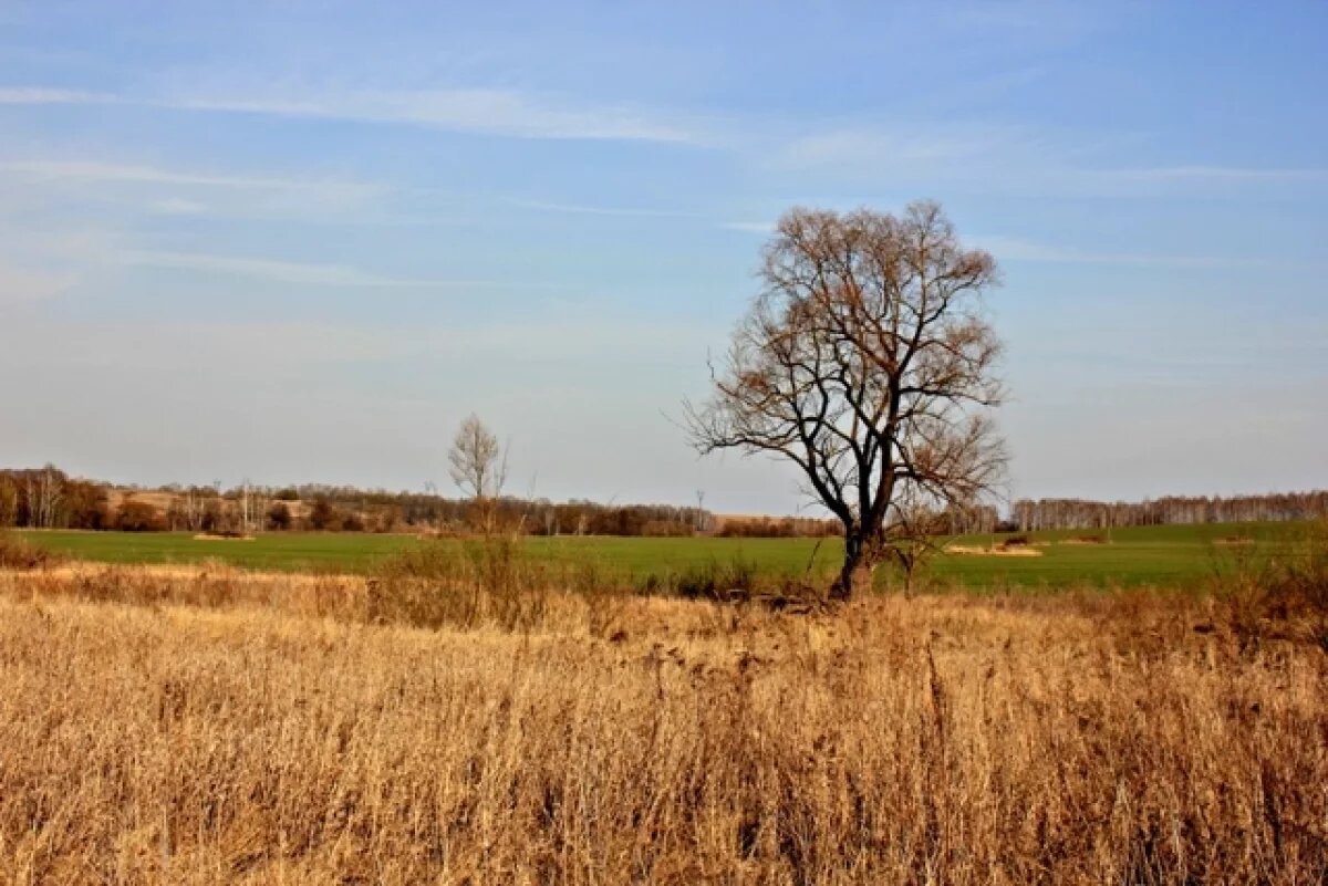    В Астраханской области суд постановил продать землю для погашения долга