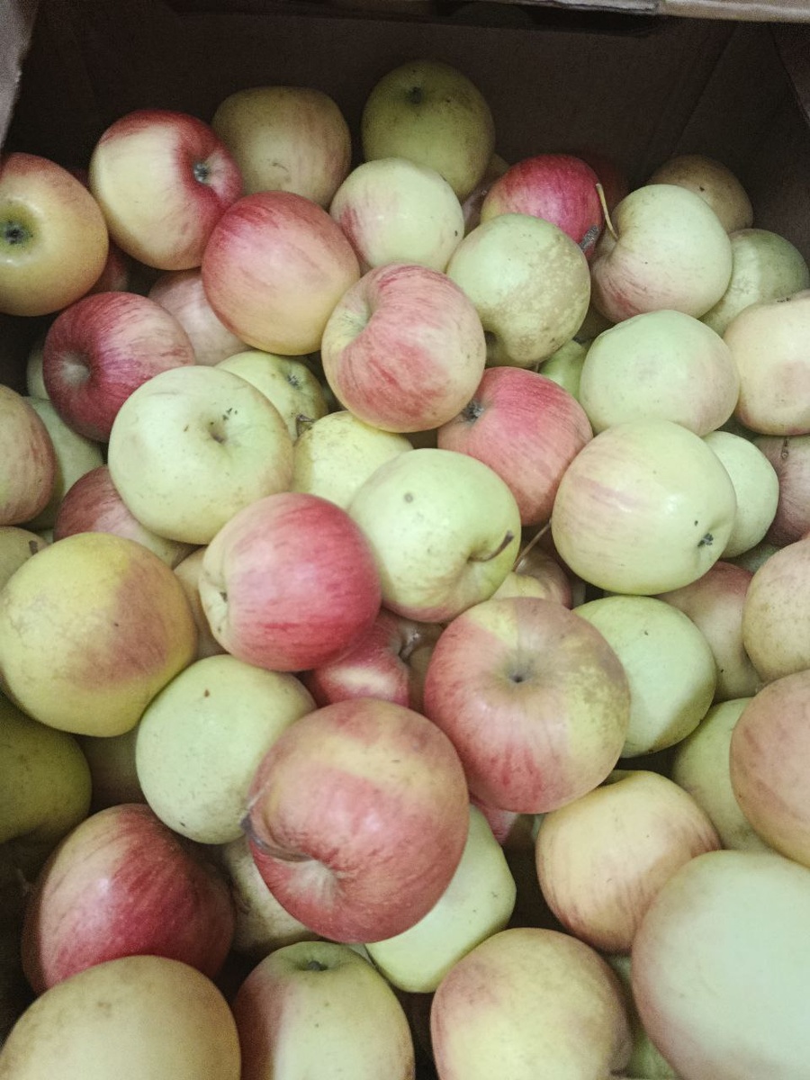 Яблоки 