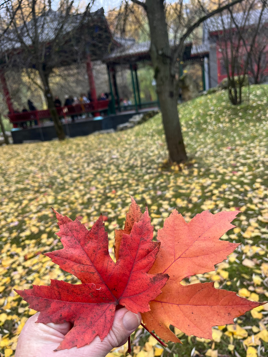 Фото автора. Яркая осень!