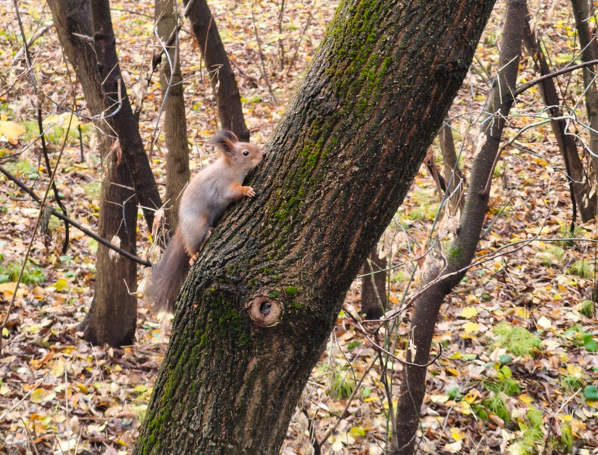 Сидит белка на сосне, хвостиком виляет мне. Ну ладно, не на сосне )