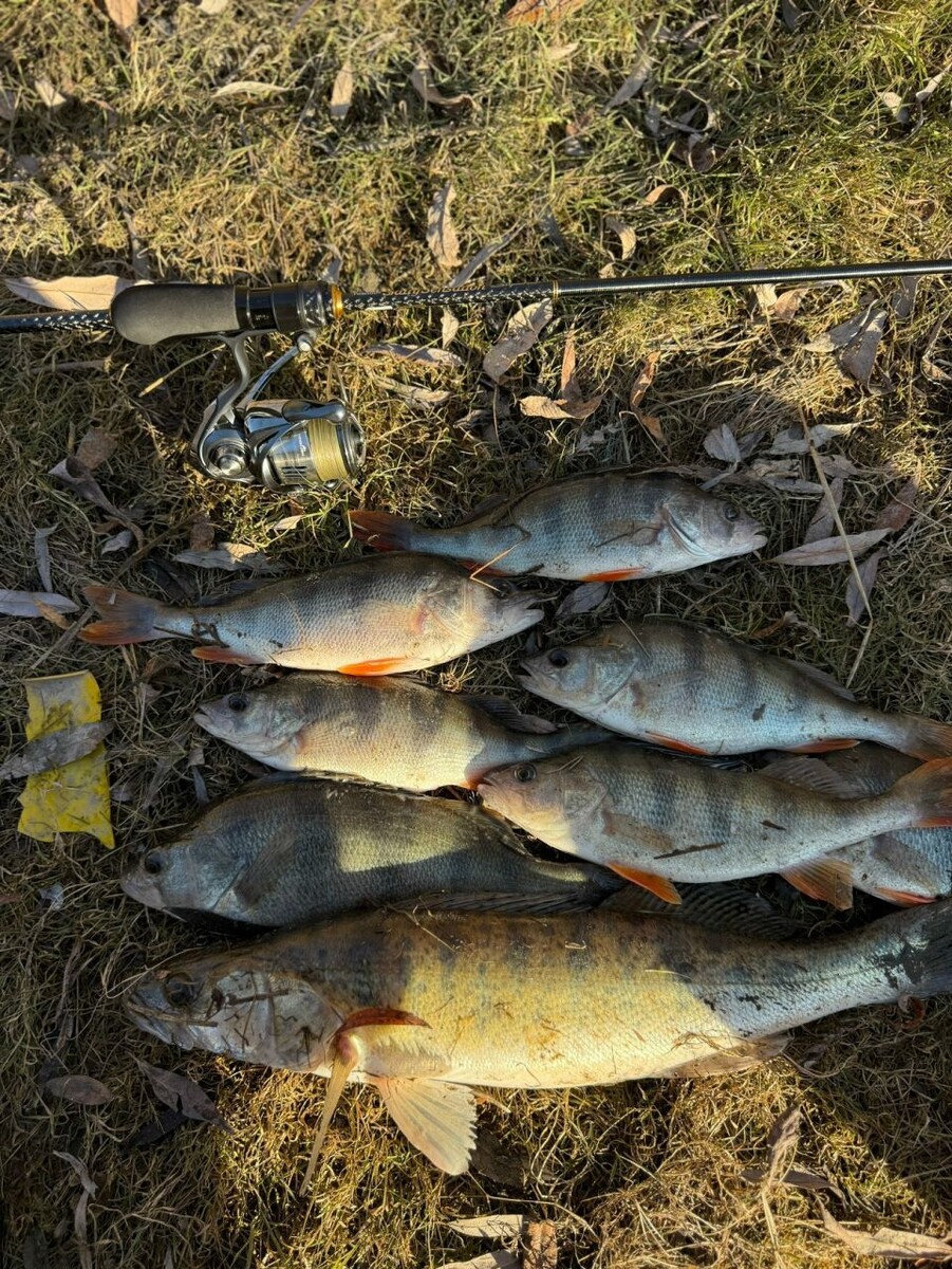    Улов рыбаков Алтайского края. Источник: "Алтайское рыболовное сообщество" во "ВКонтакте"