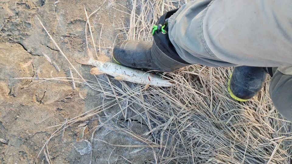    Улов рыбаков Алтайского края. Источник: "Алтайское рыболовное сообщество" во "ВКонтакте"
