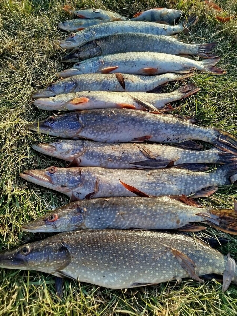    Улов рыбаков Алтайского края. Источник: "Алтайское рыболовное сообщество" во "ВКонтакте"