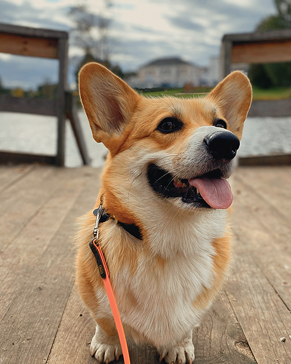Корги Бильбо на набережной в Вышнем Волочке