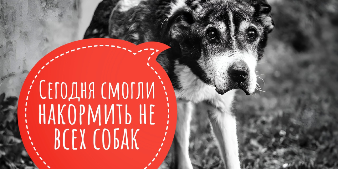 Сегодня мы смогли накормить не всех собак, срочный «День стольника»