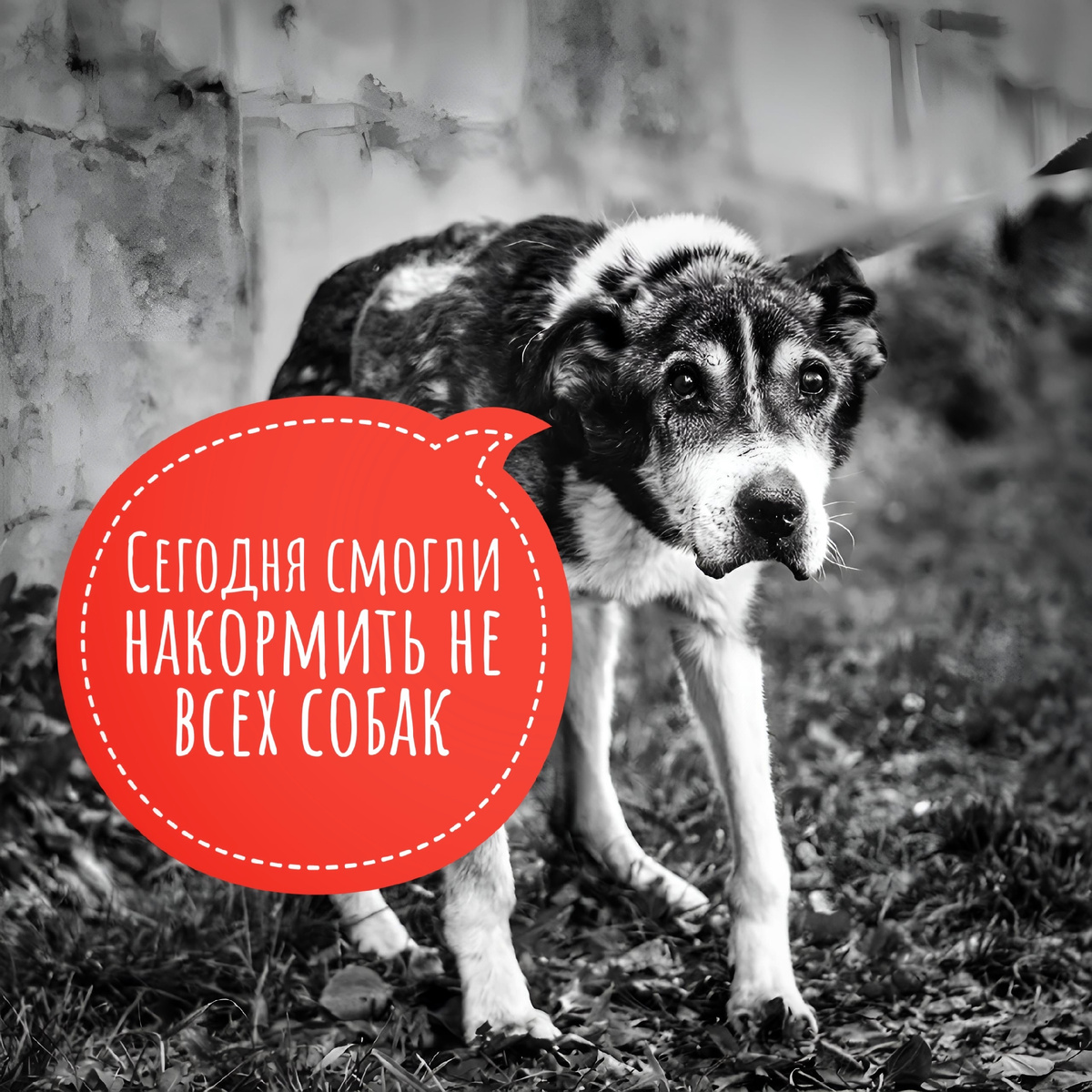 Руки опускаются, когда нечем кормить или лечить. 500 животных - это ооочень много.