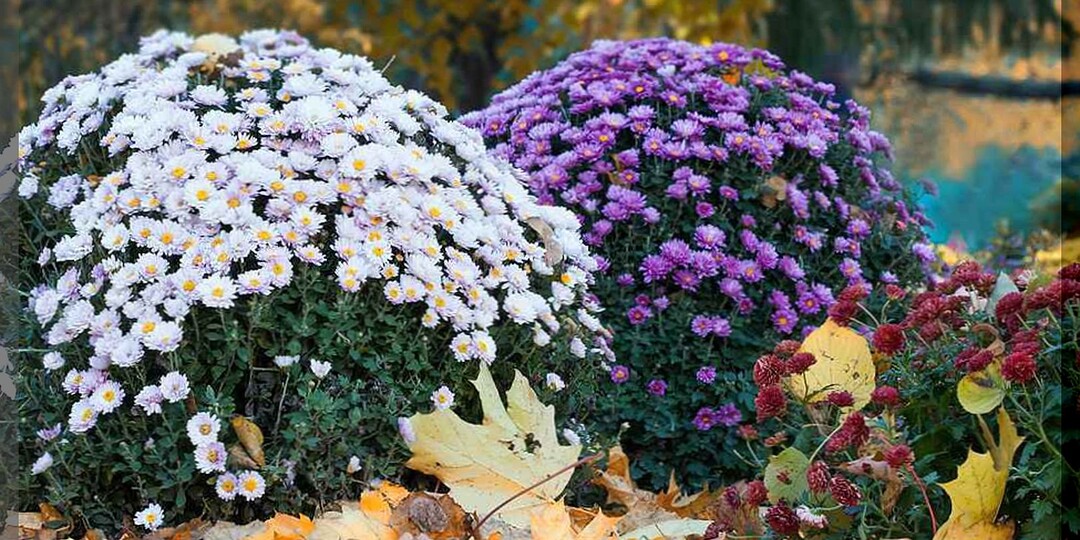ТОП-9 правил пышного цветения корейских хризантем: как ухаживать за корейскими хризантемами, чтобы добиться шикарного цветения