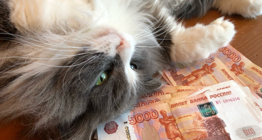    Какие позы спящей кошки должны насторожить хозяина - запомните раз и навсегда