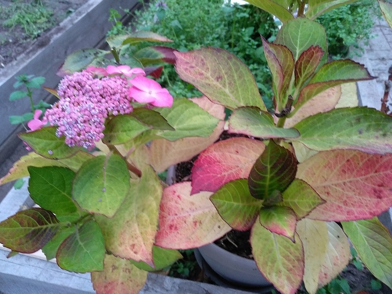 Меняется окраска листвы крупнолистной гортензии