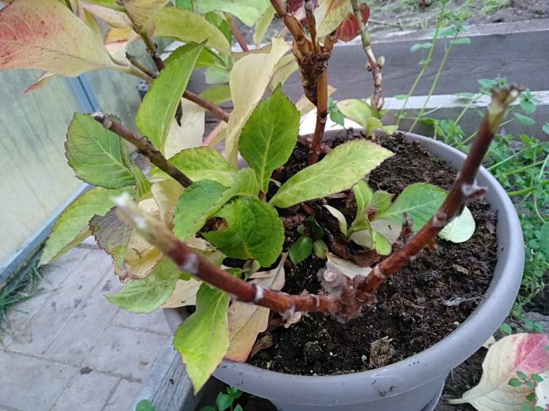 Оголившиеся стебли. Кое-где заметна плесень