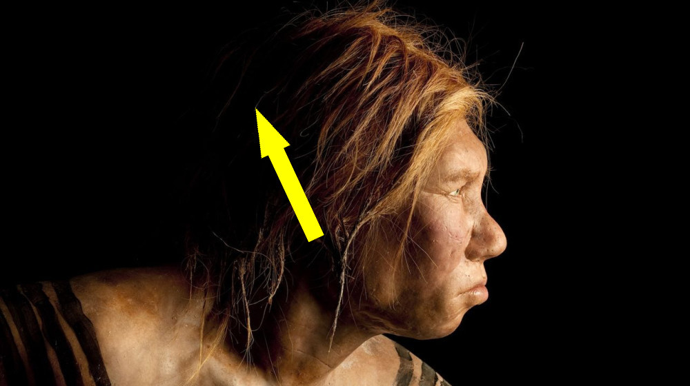    Почему наши предки были более уязвимы к свинцу чем современные люди и как это дало нам преимущество