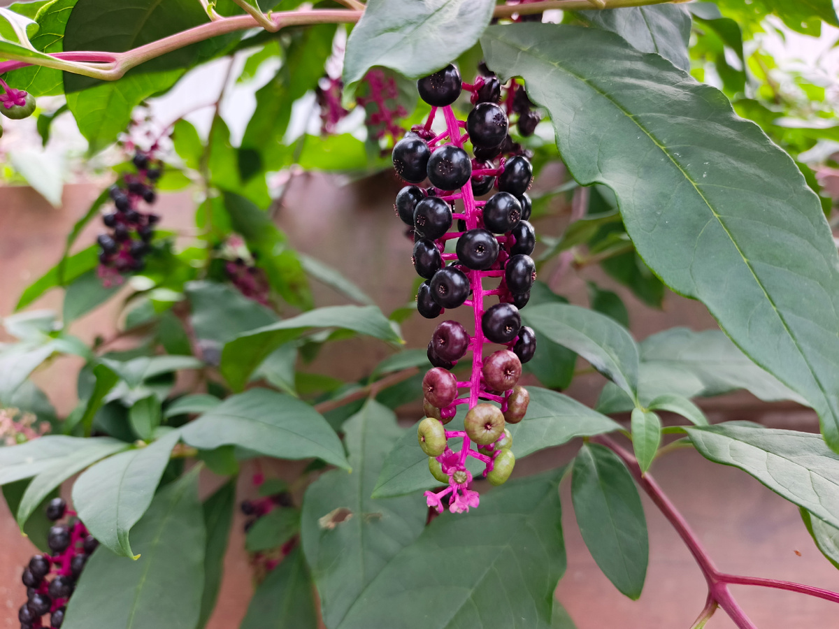 Лаконос американский, ФТ Сириус, совхоз Россия, октябрь 2025 года