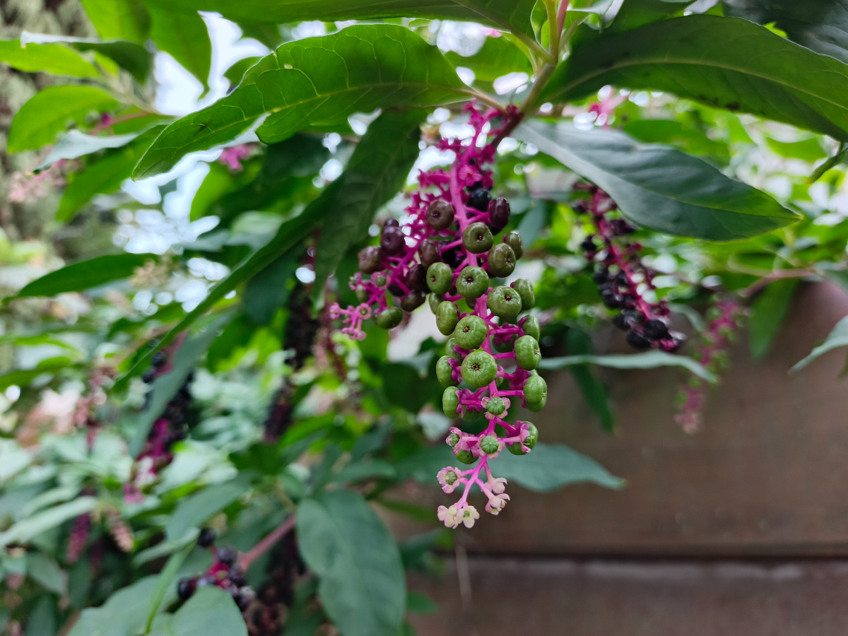 Лаконос американский, ФТ Сириус, совхоз Россия, октябрь 2025 года