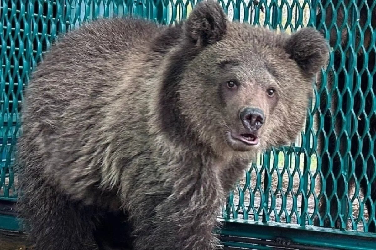    В Тверской области держали на цепи слепую медведицу с медвежонком