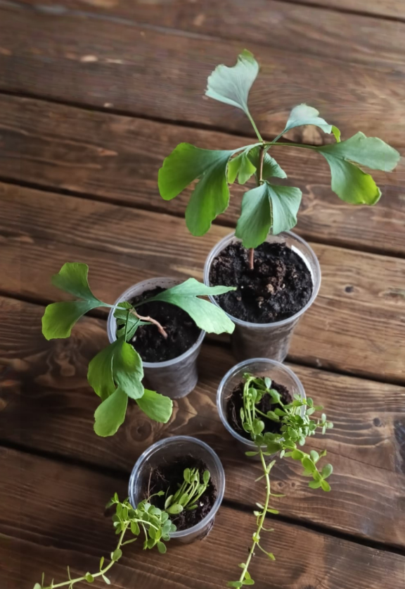 Мои зеленые новые малыши. Брахми и Гинко.