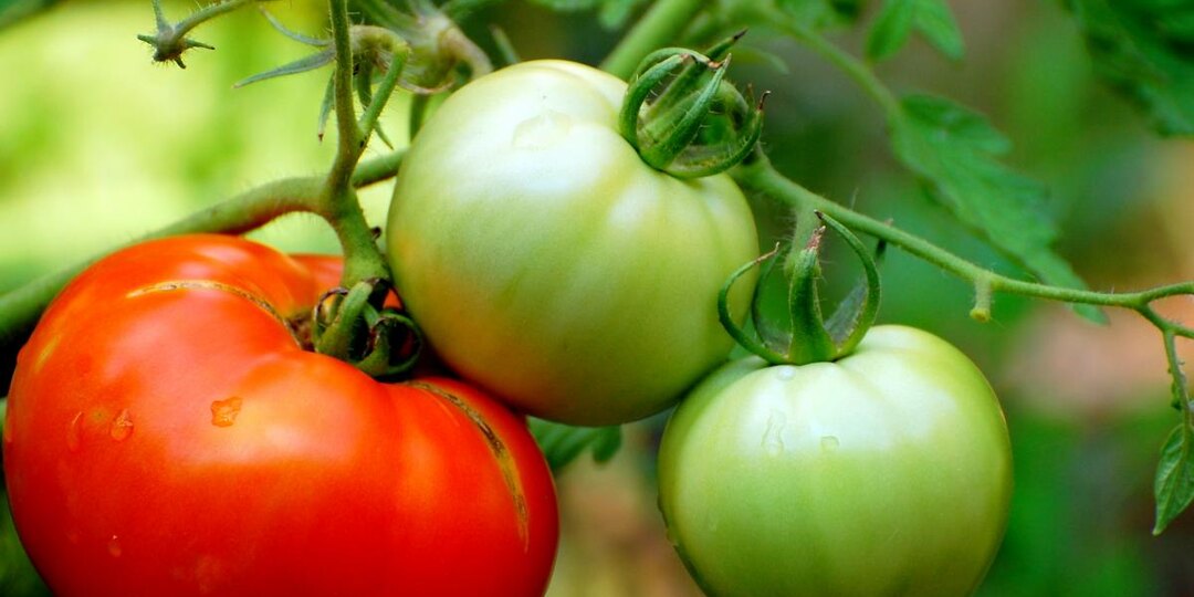 Забудьте про теплицы: новые сорта помидоров растут даже на ветру и радуют урожаем