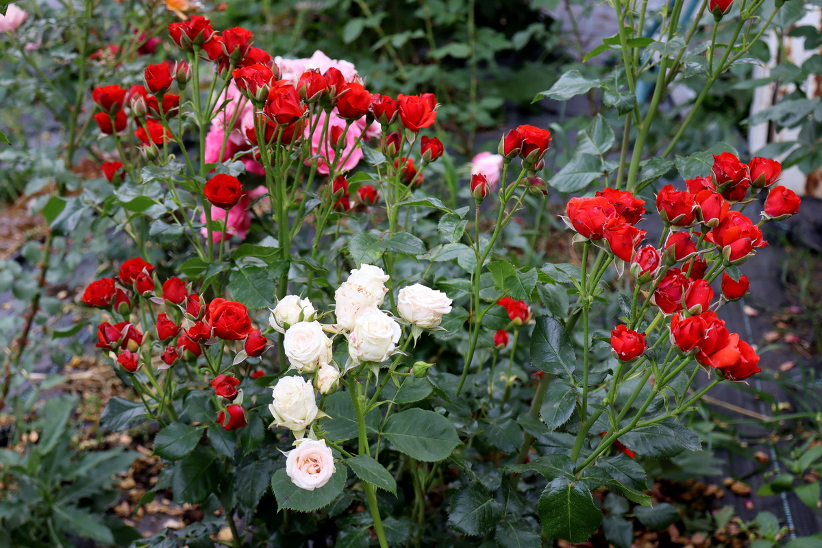 Спрей Ред Макарена и Яна