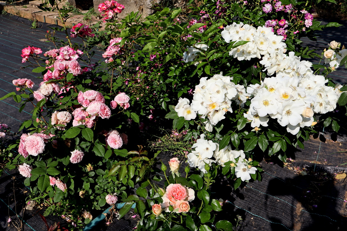 Вильям Кристи, Джет Сет, Салли Холмс