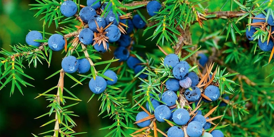 Для чего рекомендуют сажать можжевельник возле дома