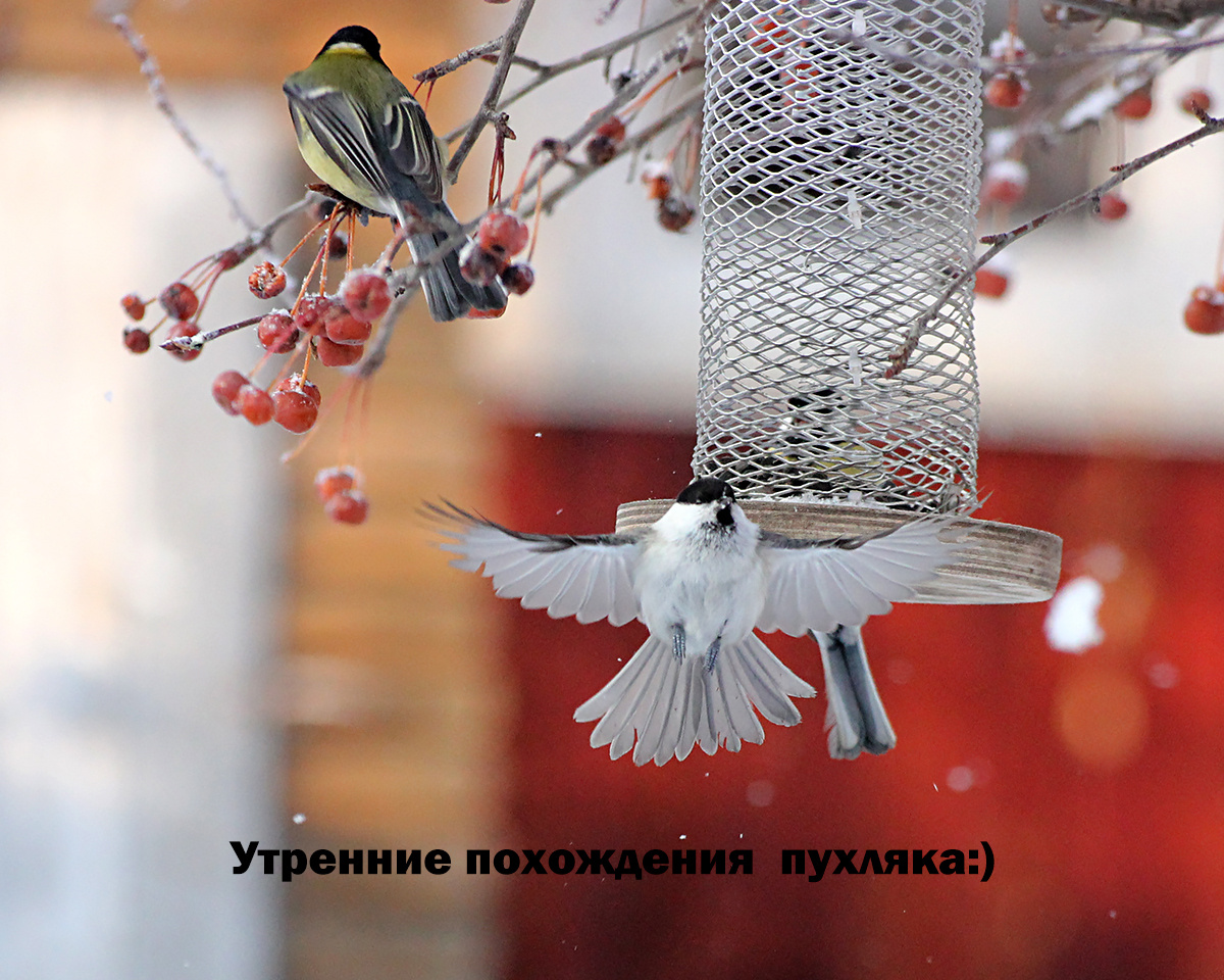 Утренние похождения Пухляка:)