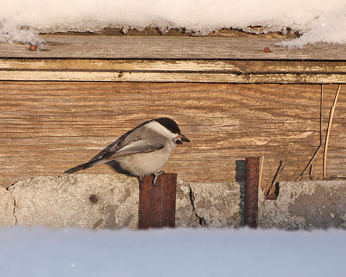 Необычное место выбрал Пухлячок, чтобы съесть семечеку...
У самой земли, в основании старой теплицы.