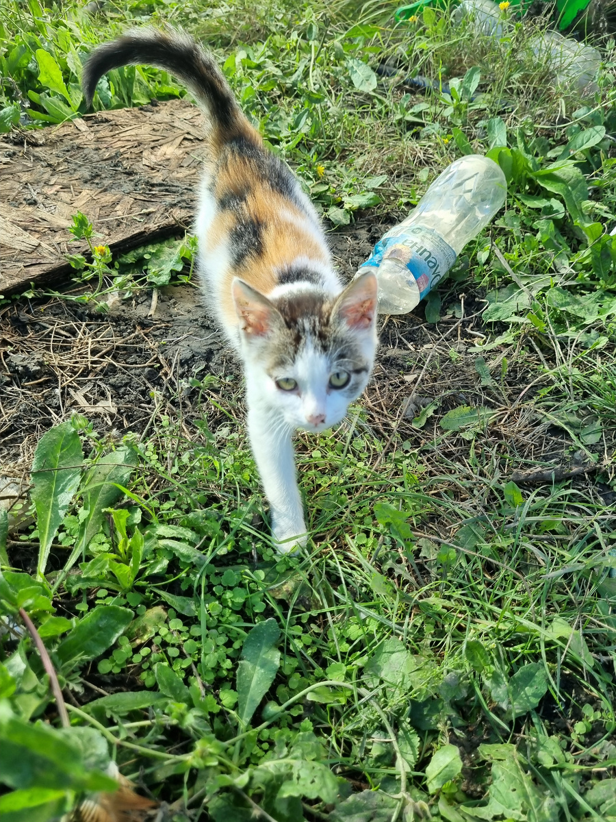 Чача-бандитка