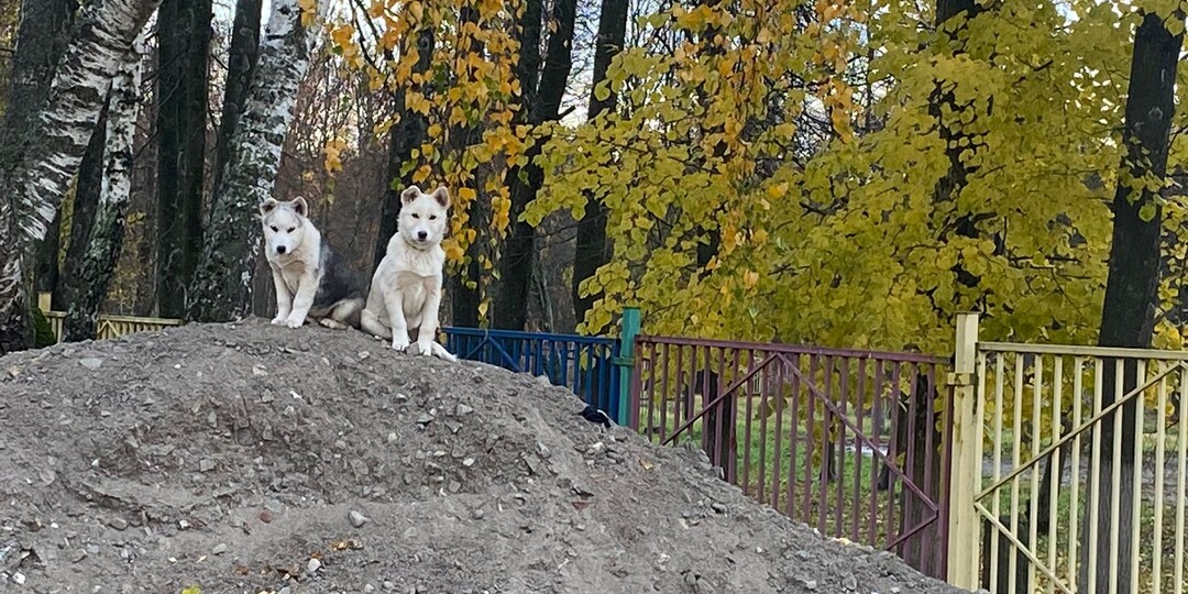 Викинули ночью...