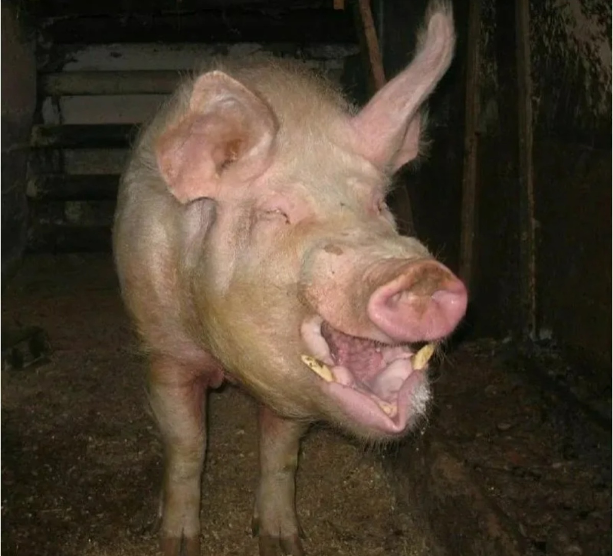 Картинка из интернета 