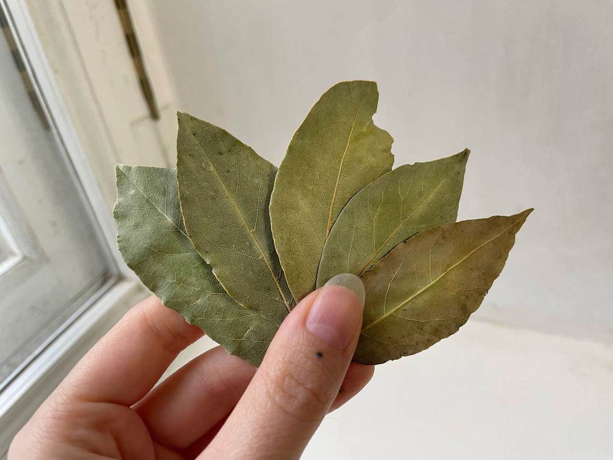    Лавровый лист засыпаю солью — весь октябрь не нарадуюсь своей хитрости: полезный лайфхак для всех домохозяек