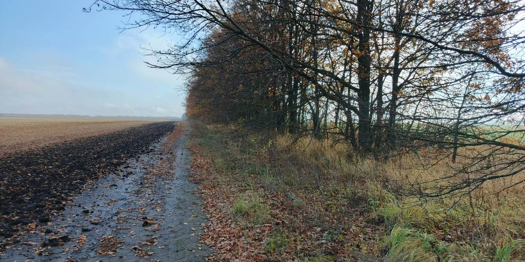 Лесопосадка снова не оставила без находок! Что мне удалось найти на этот раз