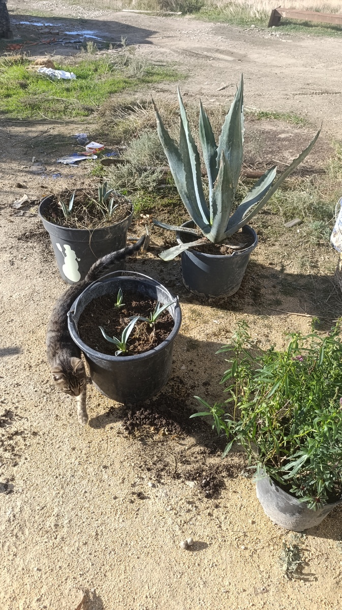 Скумбрия одобряет!