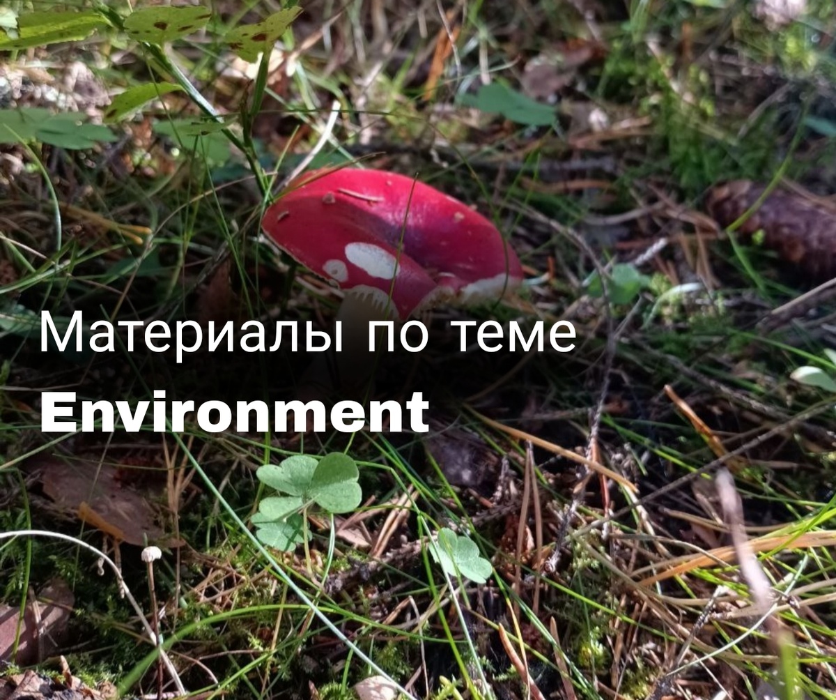 коллаж от автора, фото автора