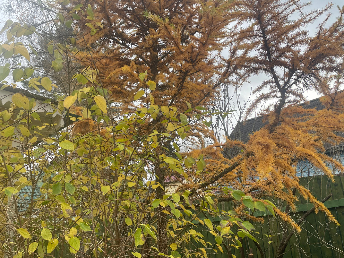 Яркий наряд лиственницы и опадающий жасмин...