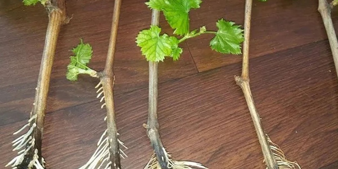 Секреты эффективного укоренения черенков: практические рекомендации