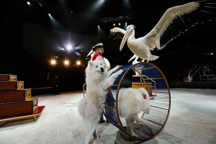 © Фото предоставлены пресс-службой Цирка Филатовых.📷
