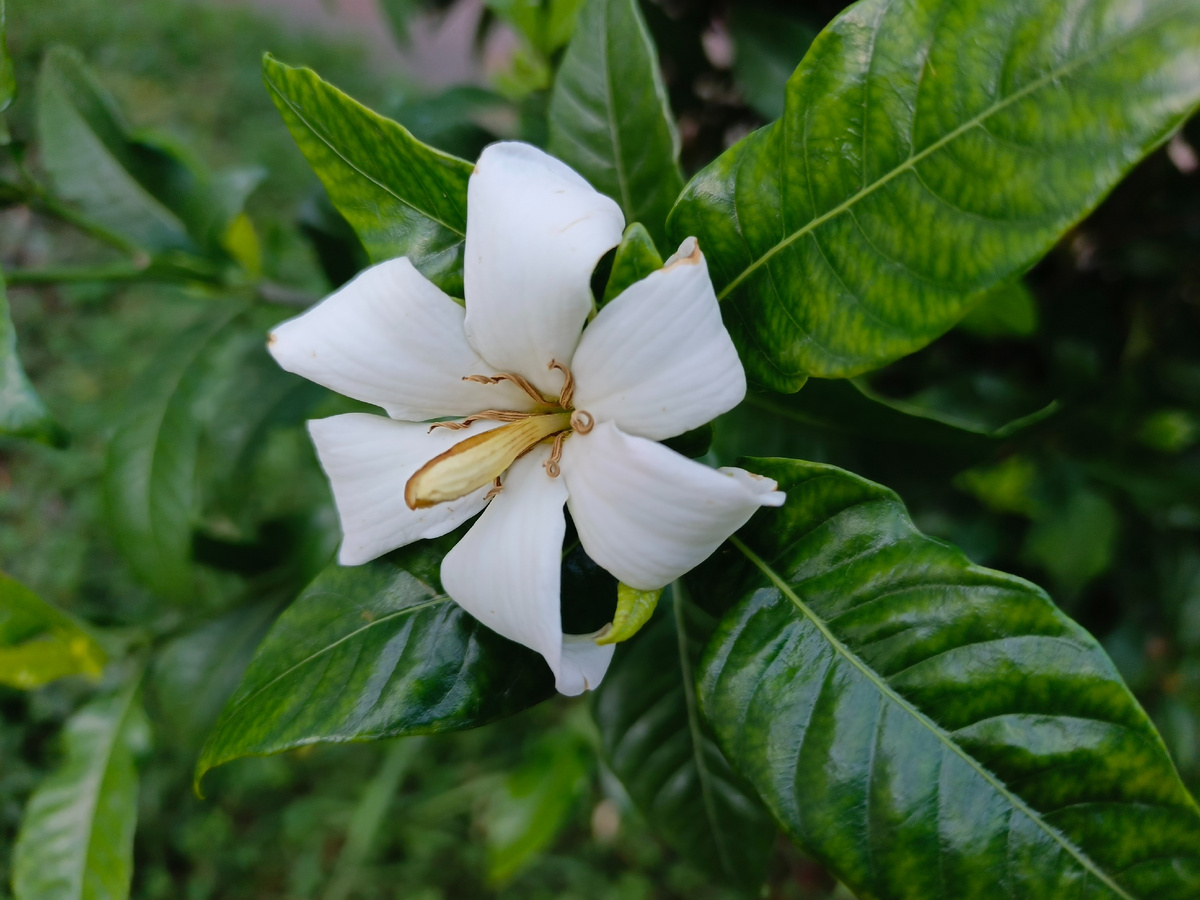 Адлер, Гардения жасминовидная, октябрь 2025 года