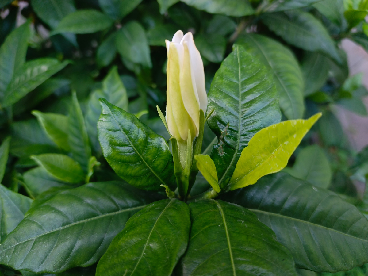 Адлер, Гардения жасминовидная, октябрь 2025 года