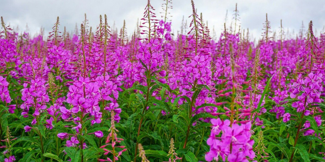 Иванчай: Почему он так популярен?