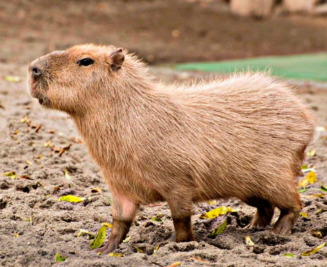 Капибара-звезда интернета)