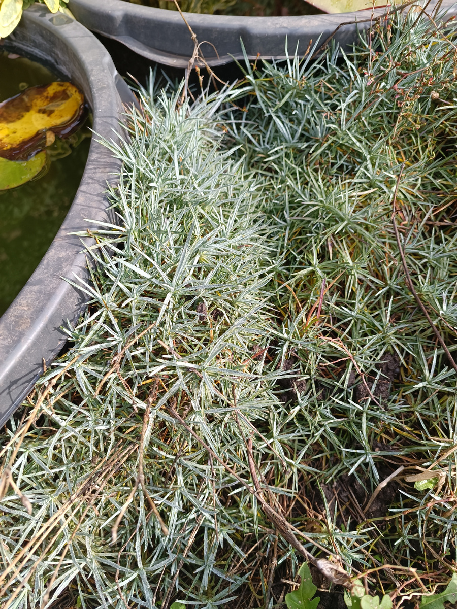 А были совсем маленькие клочки в прошлом году👌