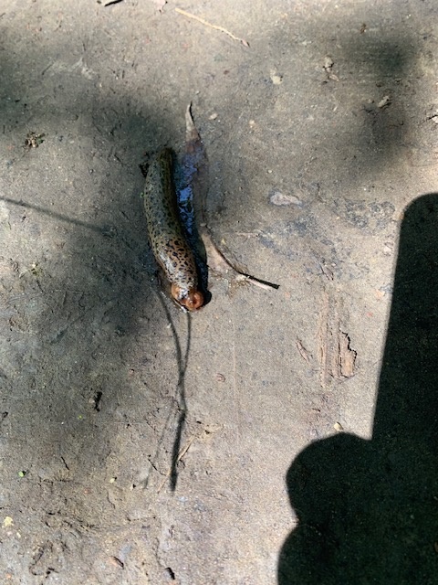 Замаскировался под ветку дерева, хитрец!