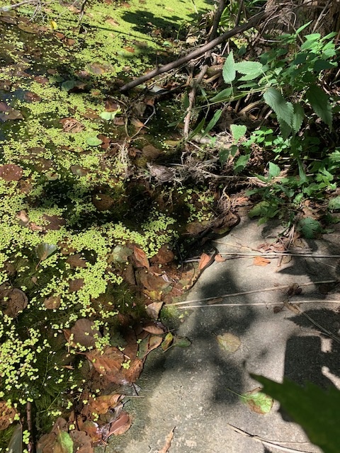 Вы видите здесь жабу? А она есть!