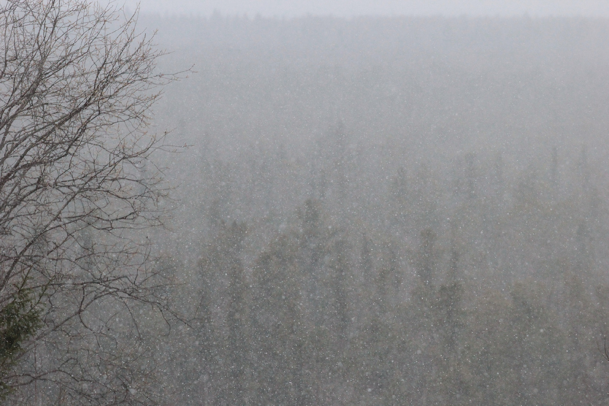 Фото автора канала "Удивительный мир живой природы "