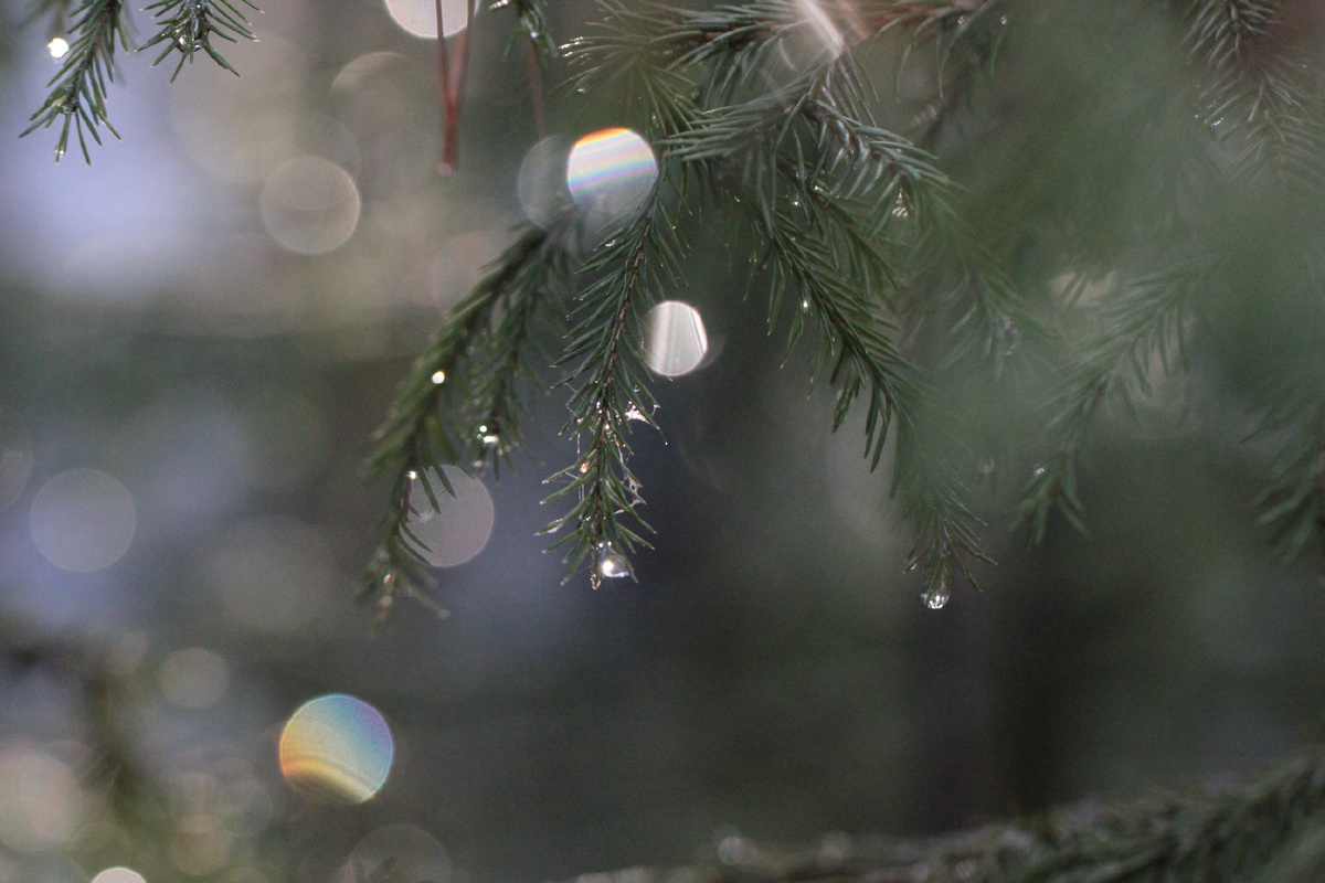 Фото автора канала "Удивительный мир живой природы "