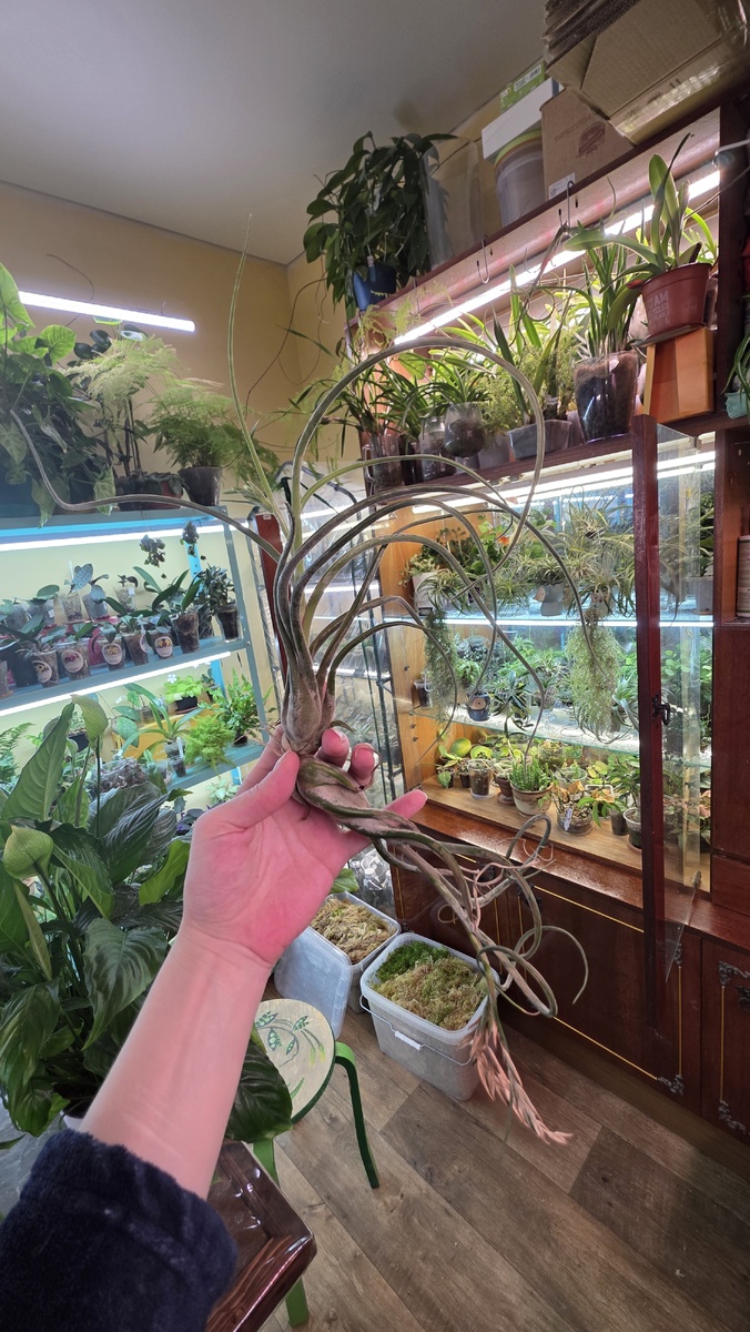 Тилландсия Капут Медуза (Tillandsia Caput medusae) с деткой