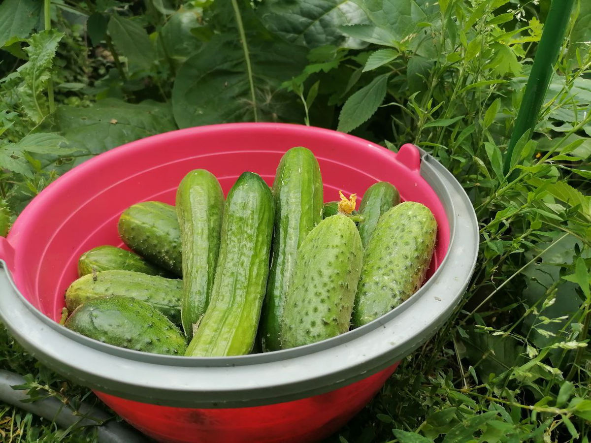С шипами пчелоопыляемый Доминатор, гладкие огурцы - партенокарпический Месье Оливье, фото автора 