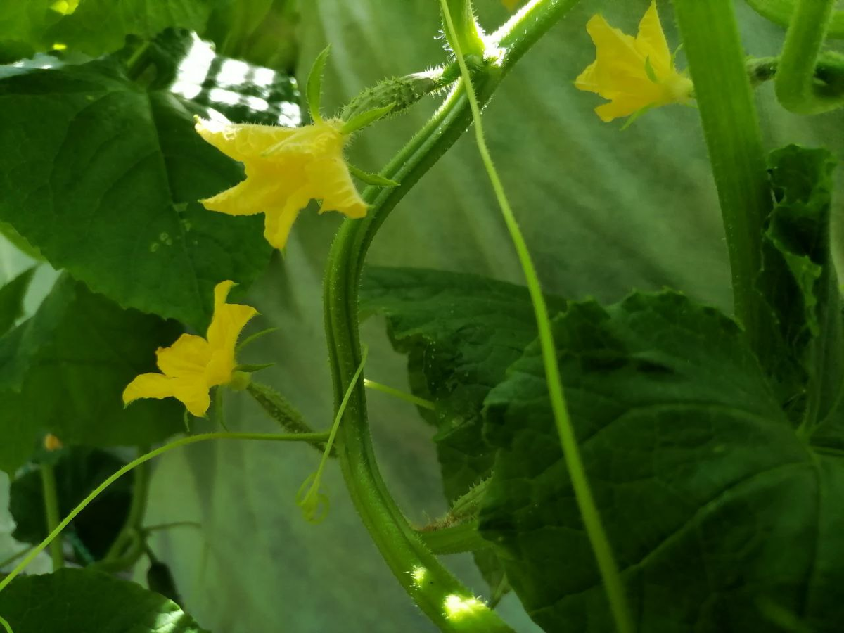 У пчелоопыляемых всегда есть пустоцвет, фото автора