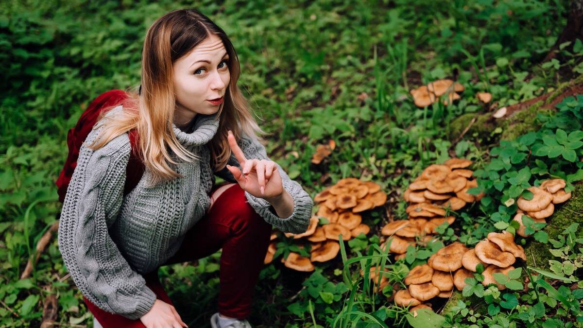    Гид даст подробную инструкцию: как выглядят хорошие грибы и где они любят от вас прятаться / Фото: Shutterstock