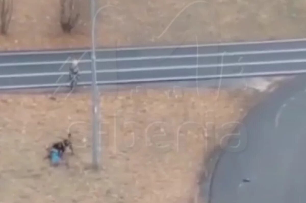    В Томске появилось видео нападения собаки на ребенка рядом со школой №58