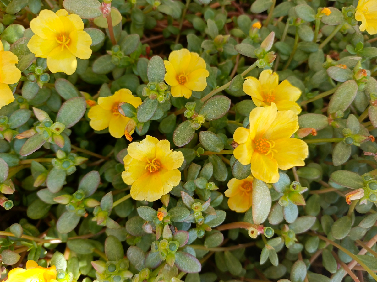 Адлер, Портулак, октябрь 2025 года